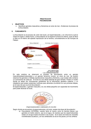 PRACTICA N°9
                                         FECUNDACIÓN

I.    OBJETIVOS
         Identificar gametos masculinos y femeninos en erizo de mar.- Evidenciar el proceso de
         la fecundación.

II.   FUNDAMENTO

  La fecundación es el proceso de unión del óvulo y el espermatozoide, y en virtud de la cual se
  origina el cigoto o célula huevo. La fecundación en la especie humana es interna, pues se lleva
  a cabo en el interior del aparato reproductor de la hembra, concretamente en las trompas de
  Falopio.




  En esta práctica se observará el proceso de fecundación entre un gameto
  masculino(espermatozoides) y un gameto femenino (ovulo), en erizo de mar. Se podrán
  observar los gametos o Células reproductoras masculina y femenina, cuyo núcleo sólo contiene
  un cromosoma de cada par. El óvulo es una célula redonda de gran tamaño. Posee un núcleo
  donde se alojan los cromosomas portadores de la información genética materna, y un
  citoplasma que posee sustancias nutritivas para alimentar al embrión en sus primeras etapas,
  en el caso de que ocurra la fecundación.
  El espermatozoide, o gameto masculino, es una célula pequeña con capacidad de movimiento
  para poder alcanzar al óvulo.




  Según donde se encuentren el espermatozoide y el óvulo, existen dos tipos de fecundación:
         a) Fecundación EXTERNA, cuando tanto el macho como la hembra liberan sus
             gametos al medio externo, que es el agua, de manera que los espermatozoides
             nadan en el agua hasta encontrar a los óvulos. Es lo típico de todos los animales
             invertebrados acuáticos, y en los vertebrados se da en los peces y en los anfibios
 