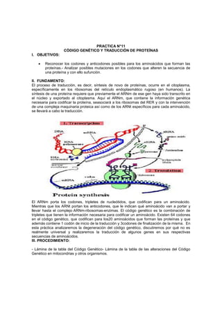 PRACTICA N°11
                   CÓDIGO GENÉTICO Y TRADUCCIÓN DE PROTEÍNAS
I. OBJETIVOS:

       Reconocer los codones y anticodones posibles para los aminoácidos que forman las
       proteínas.- Analizar posibles mutaciones en los codones que alteren la secuencia de
       una proteína y con ello sufunción.

II. FUNDAMENTO:
El proceso de traducción, es decir, síntesis de novo de proteínas, ocurre en el citoplasma,
específicamente en los ribosomas del retículo endoplasmático rugoso (en humanos). La
síntesis de una proteína requiere que previamente el ARNm de ese gen haya sido transcrito en
el núcleo y exportado al citoplasma. Aquí el ARNm, que contiene la información genética
necesaria para codificar la proteína, seasociará a los ribosomas del RER y con la intervención
de una compleja maquinaria proteica así como de los ARNt específicos para cada aminoácido,
se llevará a cabo la traducción.




El ARNm porta los codones, tripletes de nucleótidos, que codifican para un aminoácido.
Mientras que los ARNt portan los anticodones, que le indican qué aminoácido van a portar y
llevar hasta el complejo ARNm-ribosomas-enzimas. El código genético es la combinación de
tripletes que tienen la información necesaria para codificar un aminoácido. Existen 64 codones
en el código genético, que codifican para los20 aminoácidos que forman las proteínas y que
además contiene 1 codón de inicio de la traducción y 3codones de finalización de la misma. En
esta práctica analizaremos la degeneración del código genético, discutiremos por qué no es
realmente universal y realizaremos la traducción de algunos genes en sus respectivas
secuencias de aminoácidos.
III. PROCEDIMIENTO:

- Lámina de la tabla del Código Genético- Lámina de la tabla de las alteraciones del Código
Genético en mitocondrias y otros organismos.
 