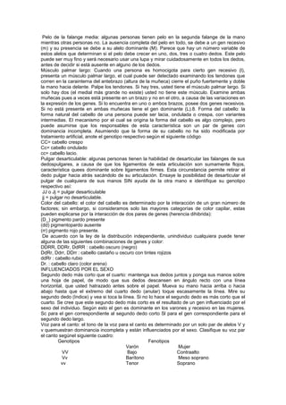 Pelo de la falange media: algunas personas tienen pelo en la segunda falange de la mano
mientras otras personas no. La ausencia completa del pelo en todo, se debe a un gen recesivo
(m) y su presencia se debe a su alelo dominante (M). Parece que hay un número variable de
estos alelos que determinan si el pelo debe crecer en uno, dos, tres o cuatro dedos. Este pelo
puede ser muy fino y será necesario usar una lupa y mirar cuidadosamente en todos los dedos,
antes de decidir si está ausente en alguno de los dedos.
Músculo palmar largo: Cuando una persona es homocigota para cierto gen recesivo (l),
presenta un músculo palmar largo, el cual puede ser detectado examinando los tendones que
corren en la carainterna del antebrazo (altura de la muñeca) cierre el puño fuertemente y doble
la mano hacia delante. Palpe los tendones. Si hay tres, usted tiene el músculo palmar largo. Si
solo hay dos (el medial más grande no existe) usted no tiene este músculo. Examine ambas
muñecas pues a veces está presente en un brazo y no en el otro, a causa de las variaciones en
la expresión de los genes. Si lo encuentra en uno o ambos brazos, posee dos genes recesivos.
Si no está presente en ambas muñecas tiene el gen dominante (L).8. Forma del cabello: la
forma natural del cabello de una persona puede ser lacia, ondulada o crespa, con variantes
intermedias. El mecanismo por el cual se origina la forma del cabello es algo complejo, pero
puede asumirse que los responsables de esta característica son un par de genes con
dominancia incompleta. Asumiendo que la forma de su cabello no ha sido modificada por
tratamiento artificial, anote el genotipo respectivo según el siguiente código
CC= cabello crespo
Cc= cabello ondulado
cc= cabello lacio.
Pulgar desarticulable: algunas personas tienen la habilidad de desarticular las falanges de sus
dedospulgares, a causa de que los ligamentos de esta articulación son sumamente flojos,
característica quees dominante sobre ligamentos firmes. Esta circunstancia permite retirar el
dedo pulgar hacia atrás sacándolo de su articulación. Ensaye la posibilidad de desarticular el
pulgar de cualquiera de sus manos SIN ayuda de la otra mano e identifique su genotipo
respectivo así:
 JJ o Jj = pulgar desarticulable
 jj = pulgar no desarticulable.
Color del cabello: el color del cabello es determinado por la interacción de un gran número de
factores; sin embargo, si consideramos solo las mayores categorías de color capilar, estas
pueden explicarse por la interacción de dos pares de genes (herencia dihibrida):
(D_) pigmento pardo presente
(dd) pigmentopardo ausente
(rr) pigmento rojo presente.
 De acuerdo con la ley de la distribución independiente, unindividuo cualquiera puede tener
alguna de las siguientes combinaciones de genes y color:
DDRR, DDRr, DdRR : cabello oscuro (negro)
DdRr, Ddrr, DDrr : cabello castaño u oscuro con tintes rojizos
ddRr : cabello rubio
Dr. : cabello claro (color arena)
INFLUENCIADOS POR EL SEXO
Segundo dedo más corto que el cuarto: mantenga sus dedos juntos y ponga sus manos sobre
una hoja de papel, de modo que sus dedos descansen en ángulo recto con una línea
horizontal, que usted hatrazado antes sobre el papel. Mueva su mano hacia arriba o hacia
abajo hasta que el extremo del cuarto dedo (anular) toque escasamente la línea. Mire su
segundo dedo (Indice) y vea si toca la línea. Si no lo hace el segundo dedo es más corto que el
cuarto. Se cree que este segundo dedo más corto es el resultado de un gen influenciado por el
sexo del individuo. Según esto el gen es dominante en los varones y recesivo en las mujeres.
Sc para el gen correspondiente al segundo dedo corto Sl para el gen correspondiente para el
segundo dedo largo.
Voz para el canto: el tono de la voz para el canto es determinado por un solo par de alelos V y
v quemuestran dominancia incompleta y están influenciados por el sexo. Clasifique su voz par
el canto segúnel siguiente cuadro:
          Genotipos                                   Fenotipos
                                           Varón                    Mujer
           VV                               Bajo                   Contraalto
           Vv                              Barítono                 Meso soprano
           vv                              Tenor                   Soprano
 