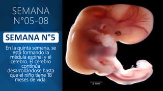 En la quinta semana, se
está formando la
médula espinal y el
cerebro. El cerebro
continúa
desarrollándose hasta
que el niño tiene 18
meses de vida.
 