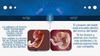 N°06 N°07
La cabeza y el tronco
están formándose.
Las células del
cerebro crecen
rápidamente.
Son visibles los brotes
de las futuras piernas
y brazos. Empieza a
formarse la boca y las
raíces de los dientes.
El corazón del bebé
está envuelto dentro
del tronco del bebé.
Ya los brazos y
piernas son mucho
más evidentes y la
médula espinal está
casi completa.
 