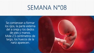 Se comienzan a formar
los ojos, la parte externa
del a oreja y los dedos
de pies y manos.
Mide 2.5 centímetros de
largo, los huecos de la
nariz aparecen.
 