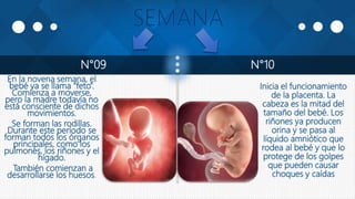 N°09 N°10
En la novena semana, el
bebé ya se llama “feto”.
Comienza a moverse,
pero la madre todavía no
está consciente de dichos
movimientos.
Se forman las rodillas.
Durante este período se
forman todos los órganos
principales, como los
pulmones, los riñones y el
hígado.
También comienzan a
desarrollarse los huesos.
Inicia el funcionamiento
de la placenta. La
cabeza es la mitad del
tamaño del bebé. Los
riñones ya producen
orina y se pasa al
líquido amniótico que
rodea al bebé y que lo
protege de los golpes
que pueden causar
choques y caídas
 