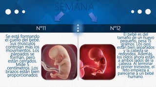 N°11 N°12
Se está formando
el cuello del bebé.
Sus músculos
controlan más los
movimientos. Los
párpados se
forman, pero
están cerrados.
Mide 5
centímetros. Los
brazos están bien
proporcionados
El bebé es del
tamaño de un huevo
pequeño, pesa 15
gramos. Los ojos
están bien separados
y la cabeza se
redondea. Además,
los oídos ahora están
a ambos lados de la
cabeza. Al terminar
el primer trimestre, el
feto empieza a
parecerse a un bebé
humano.
 