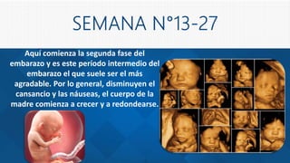 Aquí comienza la segunda fase del
embarazo y es este período intermedio del
embarazo el que suele ser el más
agradable. Por lo general, disminuyen el
cansancio y las náuseas, el cuerpo de la
madre comienza a crecer y a redondearse.
 