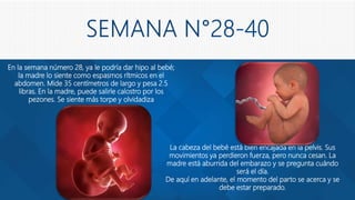 En la semana número 28, ya le podría dar hipo al bebé;
la madre lo siente como espasmos rítmicos en el
abdomen. Mide 35 centímetros de largo y pesa 2.5
libras. En la madre, puede salirle calostro por los
pezones. Se siente más torpe y olvidadiza
La cabeza del bebé está bien encajada en la pelvis. Sus
movimientos ya perdieron fuerza, pero nunca cesan. La
madre está aburrida del embarazo y se pregunta cuándo
será el día.
De aquí en adelante, el momento del parto se acerca y se
debe estar preparado.
 