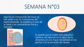 Aquí los 23 cromosomas del óvulo se
han unido a los 23 cromosomas del
espermatozoide. Se establece el sexo de
su bebé y sus características físicas y
mentales.
Es posible que la madre note pequeños
cambios, por ejemplo en el sabor de los
alimentos, en una mayor sensibilidad en los
pechos o en la sensación de náusea.
 