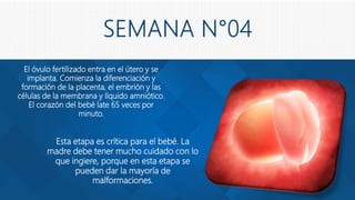 El óvulo fertilizado entra en el útero y se
implanta. Comienza la diferenciación y
formación de la placenta, el embrión y las
células de la membrana y líquido amniótico.
El corazón del bebé late 65 veces por
minuto.
Esta etapa es crítica para el bebé. La
madre debe tener mucho cuidado con lo
que ingiere, porque en esta etapa se
pueden dar la mayoría de
malformaciones.
 