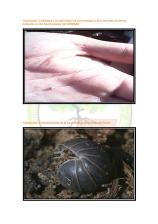 Ilustración 3 muestra a la cochinilla de la humedad o al chanchito de tierra extraída en los bambudales del BRUNAS 
Ilustración 4 comparación de la cochinilla o chanchito de tierra 
 