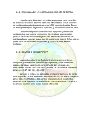 2.4.2. COCHINILLA DE LA HUMEDAD O CHANCHITO DE TIERRA 
Los oniscídeos (Oniscidea), conocidos vulgarmente como cochinillas de humedad, chanchitos de tierra, bicho bola o bicho bolita, son un suborden de crustáceos isópodos terrestres con unas 3.000 especies descritas. Tienen un exoesqueleto rígido, segmentado y calcáreo, y poseen cinco pares de patas. 
Las cochinillas pueden confundirse con diplópodos (una clase de miriápodos) de cuerpo corto y rechoncho, de morfología externa similar producto de una evolución convergente; para diferenciarlos basta con ver cuántas patas se observan a cada lado de un segmento externo. Si hay sólo un par de patas, el animal será un crustáceo, y si hay dos pares, será un diplópodo. 
2.4.3. CIEMPIÉS O ESCOLOPENDRA 
Los escolopendromorfos (Scolopendromorpha) son un orden de miriápodos quilópodos que incluye las escolopendras y otras numerosas especies conocidas vulgarmente como ciempiés. Son similares a los litobiomorfos, también conocidos como ciempiés, de los cuales se diferencian por poseer de 21 a 23 pares de patas. 
Como en el resto de los quilópodos, en el primer segmento del tronco tiene un par de colmillos venenosos, denominados forcípulas, que son el primer par de patas modificadas en dos grandes uñas asociadas a una glándula venenosa y que usan tanto para defenderse como para capturar y paralizar a las presas, actuando como piezas bucales adicionales. 
 