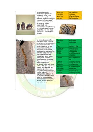 sensoriales pueden envolverse y quedar así protegidos frente a los depredadores, además de reducirse la pérdida de agua. Por ello, no resulta nada sorprendente que muchas las especies hayan desarrollado este mecanismo. Las cochinillas y los gloméridos son los más conocidos, pero hay otros artrópodos y moluscos que lo hacen. 
Nombre cientifico Armadilluim vulgare Nombre comun Cochinilla de la humedad 
Ciempiés 
La piezas bucales de los quilópodos están formadas por un par de mandíbulas y dos pares de maxilas, que están fusionados en una pieza única; además, el primer par de patas está modificado en grandes uñas, llamadas forcípulas, que usan para capturar las presas y por tanto, actúan como piezas bucales adicionales; las forcípulas alojan en su interior una glándula venenosa. 
La cabeza posee una placa cefálica. Algunas especies poseen ojos laterales; las especies de Geophilomorpha son ciegas, poseen cuerpos segmentados cada uno de los segmentos de su cuerpo posee un par de patas, y placas en las zonas dorsal y ventral, tergito y esternito respectivamente Dominio: eukarya Reino animalia Filo arthropoda Subfilum miryapoda Clase chilopoda Orden escolopendromorpha Familia escolopendridae Género escolopendra Especie s. gigantea Nombre científico Escolopendra gigantea Nombre común Ciempiés o escolopendra 
 