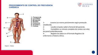 PROCEDIMIENTO DE CONTROL DE FRECUENCIA
CARDIACA
1- Lavarse Las manos previamente según protocolo
establecido.
2- Localice el pulso radial o femoral del paciente.
3- Contabilice un minuto completo de conteo con reloj
de pared preferiblemente.
4- Registre los datos en el Formato Registros de
enfermería o historia clínica.
 