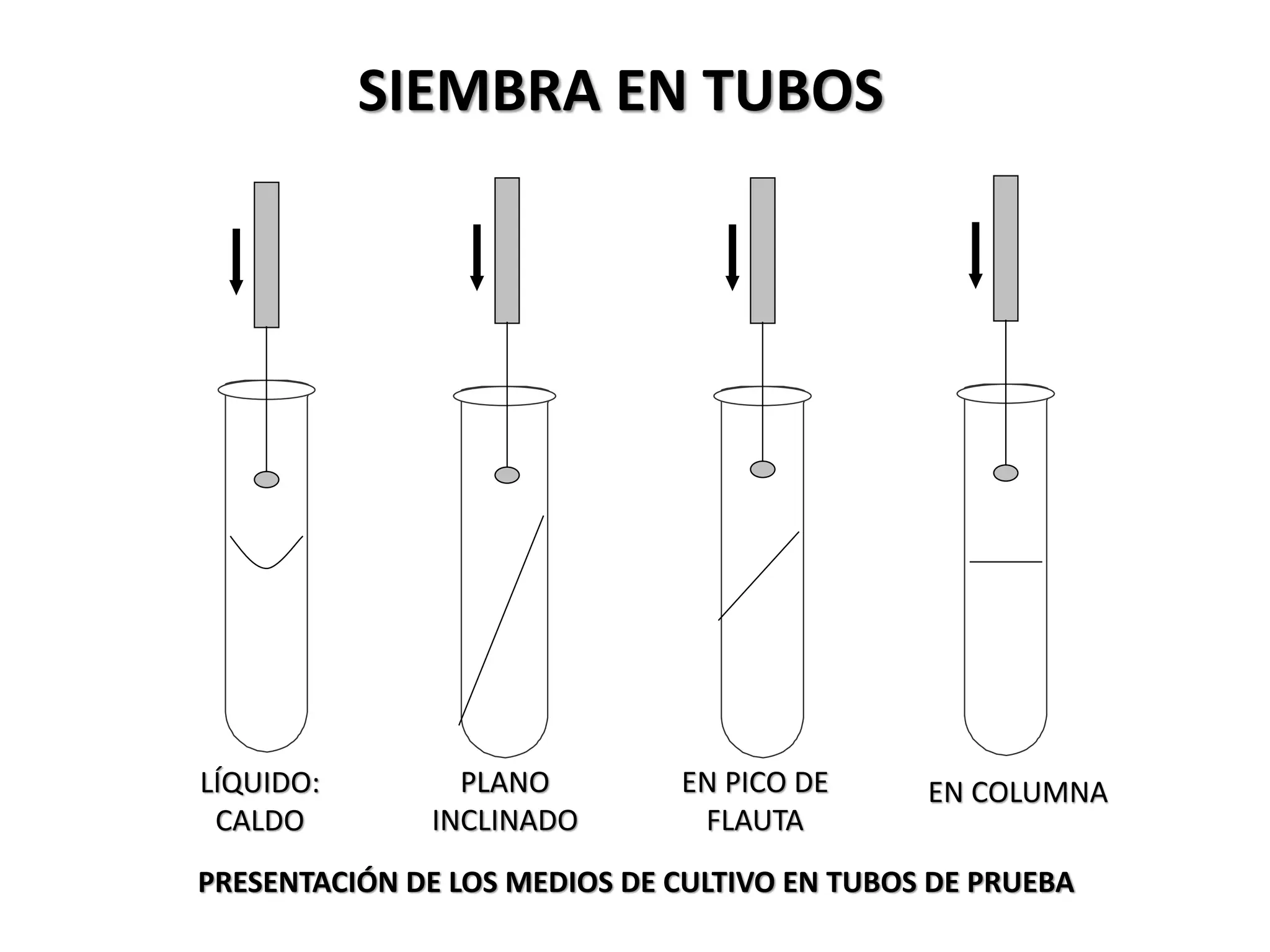 PRACTICA_N°4_Siembra_microbiana microbiologia [1].pdf
