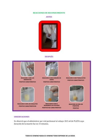 TODO ES VENENO NADA ES VENENO TODO DEPENDE DE LA DOSIS
REACCIONES DE RECONOCIMIENTO
ANTES
DESPUÉS
OBSERVACIONES
Se observó que al administrar por vial peritoneal al cobayo 18.5 ml de PLATA cuya
duración de la muerte fue en 15 minutos.
REACCION 1 CON LOS
ARSENIATOS
POSITIVO CARACTERISTICO
REACCION 2 CON CIANURO DE
SODIO
POSITIVO CARACTERISTICO
REACCION 3 CON TIOSULFATOS
POSITIVO CARACTERISTICO
REACCION 4 CON LOS OXALATOS
POSITIVO CARACTERISTICOS
REACCION 8 CON EL
DICROMATO DE POTASIO
POSITIVO NO CARACTERISTICO
REACCION 10 CON LOS
FOSFATOS
POSITIVO
 