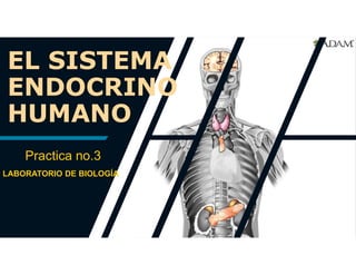Practica no.3
LABORATORIO DE BIOLOGÍA
EL SISTEMA
ENDOCRINO
HUMANO
 