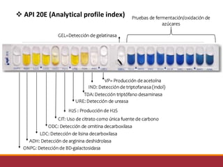 IDENTIFICACIÓN BACTERIANA POR DIFERENTES MÉTODOS .pdf
