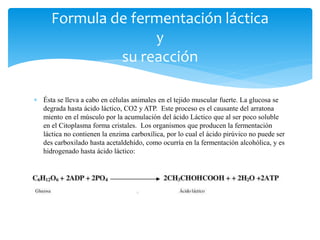  Ésta se lleva a cabo en células animales en el tejido muscular fuerte. La glucosa se
degrada hasta ácido láctico, CO2 y ATP. Este proceso es el causante del arratona
miento en el músculo por la acumulación del ácido Láctico que al ser poco soluble
en el Citoplasma forma cristales. Los organismos que producen la fermentación
láctica no contienen la enzima carboxílica, por lo cual el ácido pirúvico no puede ser
des carboxilado hasta acetaldehído, como ocurría en la fermentación alcohólica, y es
hidrogenado hasta ácido láctico:
Formula de fermentación láctica
y
su reacción
 