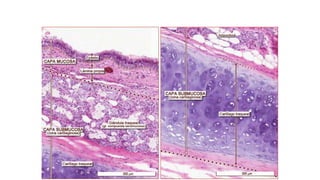 Practica respiratorio