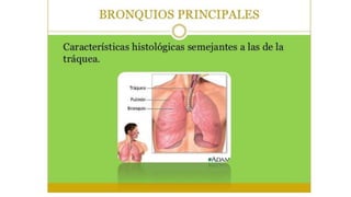 Practica respiratorio