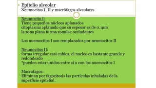 Practica respiratorio