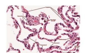 Practica respiratorio