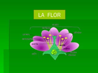 LA  FLOR 