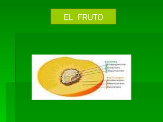 EL  FRUTO 
