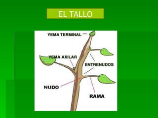 EL TALLO 