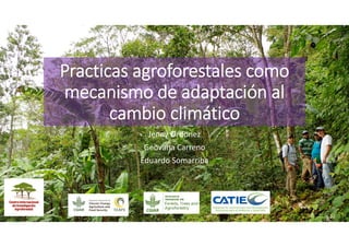 Practicas agroforestales como 
mecanismo de adaptación al 
cambio climático
Jenny Ordonez
Geovana Carreno
Eduardo Somarriba
 