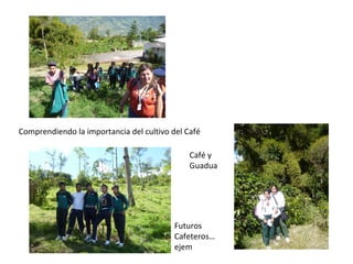 Comprendiendo la importancia del cultivo del Café

                                              Café y
                  ...