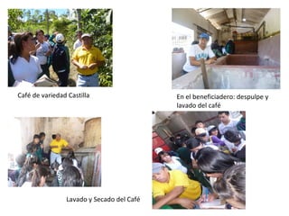 Café de variedad Castilla                  En el beneficiadero: despulpe y
                                           lava...