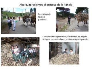 Ahora, apreciemos el proceso de la Panela

              Recepción de
              la caña
              panelera




   ...