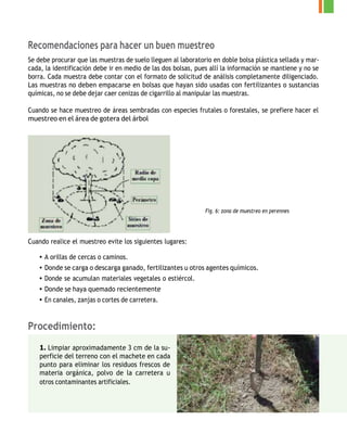Recomendaciones para hacer un buen muestreo
Se debe procurar que las muestras de suelo lleguen al laboratorio en doble bolsa plástica sellada y mar-
cada, la identificación debe ir en medio de las dos bolsas, pues allí la información se mantiene y no se
borra. Cada muestra debe contar con el formato de solicitud de análisis completamente diligenciado.
Las muestras no deben empacarse en bolsas que hayan sido usadas con fertilizantes o sustancias
químicas, no se debe dejar caer cenizas de cigarrillo al manipular las muestras.
Cuando se hace muestreo de áreas sembradas con especies frutales o forestales, se prefiere hacer el
muestreo en el área de gotera del árbol
Fig. 6: zona de muestreo en perennes
Cuando realice el muestreo evite los siguientes lugares:
• A orillas de cercas o caminos.
• Donde se carga o descarga ganado, fertilizantes u otros agentes químicos.
• Donde se acumulan materiales vegetales o estiércol.
• Donde se haya quemado recientemente
• En canales, zanjas o cortes de carretera.
Procedimiento:
1. Limpiar aproximadamente 3 cm de la su-
perficie del terreno con el machete en cada
punto para eliminar los residuos frescos de
materia orgánica, polvo de la carretera u
otros contaminantes artificiales.
 