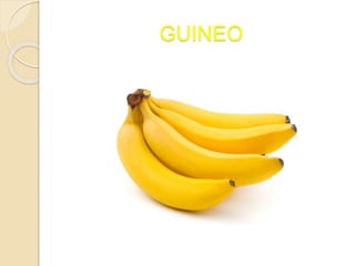 GUINEO
 