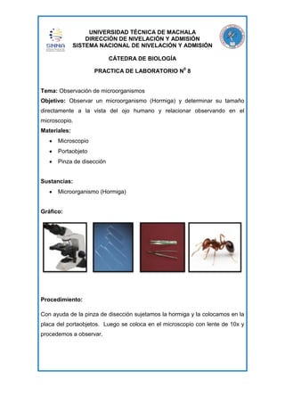 UNIVERSIDAD TÉCNICA DE MACHALA
DIRECCIÓN DE NIVELACIÓN Y ADMISIÓN
SISTEMA NACIONAL DE NIVELACIÓN Y ADMISIÓN
CÁTEDRA DE BIOLOGÍA
PRACTICA DE LABORATORIO N0 8

Tema: Observación de microorganismos
Objetivo: Observar un microorganismo (Hormiga) y determinar su tamaño
directamente a la vista del ojo humano y relacionar observando en el
microscopio.
Materiales:
Microscopio
Portaobjeto
Pinza de disección

Sustancias:
Microorganismo (Hormiga)

Gráfico:

Procedimiento:
Con ayuda de la pinza de disección sujetamos la hormiga y la colocamos en la
placa del portaobjetos. Luego se coloca en el microscopio con lente de 10x y
procedemos a observar.

 