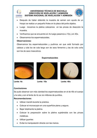 UNIVERSIDAD TÉCNICA DE MACHALA
DIRECCIÓN DE NIVELACIÓN Y ADMISIÓN
SISTEMA NACIONAL DE NIVELACIÓN Y ADMISIÓN
Después de haber obtenido la muestra de semen son ayuda de un
hisopo se realiza un pequeño frotes en la placa del porta objetos.
Luego movemos la platina colocamos en las pinzas de disección la
muestra.
Verificamos que se encuentre en 4x luego pasamos a 10x y en 40x.
Observamos los espermatozoides.
Observaciones:
Observamos los espermatozoides y pudimos ver que está formado por
cabeza y cola los de cola larga son de sexo femenino y las de cola corta
son los de sexo masculinos.

Espermatozoides

Lente: 4x

Lente: 10x

Lente: 40x

Conclusiones
Se pudo observar con más claridad los espermatozoides en el de 40x el cuerpo
y la cola y con el lente de 4x se vio millones de puntitos.
Recomendaciones:
Utilizar mandil durante la práctica.
Colocar el microscopio en una superficie plana y segura.
Bajar totalmente la platina.
Colocar la preparación sobre la platina sujetándola con las pinzas
metálicas.
Utilizar guantes
Evitar la manipulación directa con las manos.

 