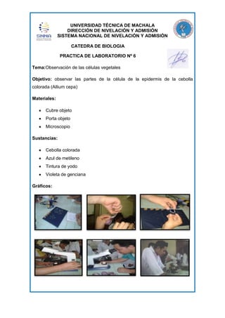 UNIVERSIDAD TÉCNICA DE MACHALA
DIRECCIÓN DE NIVELACIÓN Y ADMISIÓN
SISTEMA NACIONAL DE NIVELACIÓN Y ADMISIÓN
CATEDRA DE BIOLOGIA
PRACTICA DE LABORATORIO Nº 6
Tema:Observación de las células vegetales
Objetivo: observar las partes de la célula de la epidermis de la cebolla
colorada (Allium cepa)
Materiales:
Cubre objeto
Porta objeto
Microscopio
Sustancias:
Cebolla colorada
Azul de metileno
Tintura de yodo
Violeta de genciana
Gráficos:

 