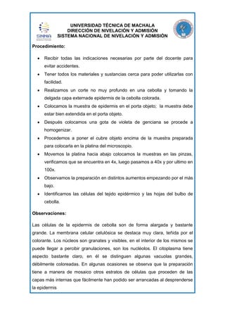 UNIVERSIDAD TÉCNICA DE MACHALA
DIRECCIÓN DE NIVELACIÓN Y ADMISIÓN
SISTEMA NACIONAL DE NIVELACIÓN Y ADMISIÓN
Procedimiento:
Recibir todas las indicaciones necesarias por parte del docente para
evitar accidentes.
Tener todos los materiales y sustancias cerca para poder utilizarlas con
facilidad.
Realizamos un corte no muy profundo en una cebolla y tomando la
delgada capa externade epidermis de la cebolla colorada.
Colocamos la muestra de epidermis en el porta objeto; la muestra debe
estar bien extendida en el porta objeto.
Después colocamos una gota de violeta de genciana se procede a
homogenizar.
Procedemos a poner el cubre objeto encima de la muestra preparada
para colocarla en la platina del microscopio.
Movemos la platina hacia abajo colocamos la muestras en las pinzas,
verificamos que se encuentra en 4x, luego pasamos a 40x y por ultimo en
100x.
Observamos la preparación en distintos aumentos empezando por el más
bajo.
Identificamos las células del tejido epidérmico y las hojas del bulbo de
cebolla.
Observaciones:
Las células de la epidermis de cebolla son de forma alargada y bastante
grande. La membrana celular celulósica se destaca muy clara, teñida por el
colorante. Los núcleos son granates y visibles, en el interior de los mismos se
puede llegar a percibir granulaciones, son los nucléolos. El citoplasma tiene
aspecto bastante claro, en él se distinguen algunas vacuolas grandes,
débilmente coloreadas. En algunas ocasiones se observa que la preparación
tiene a manera de mosaico otros estratos de células que proceden de las
capas más internas que fácilmente han podido ser arrancadas al desprenderse
la epidermis

 