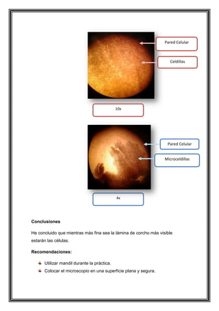 Pared Celular

Celdillas

10x

Pared Celular
Microceldillas

4x

Conclusiones
He concluido que mientras más fina sea la lámina de corcho más visible
estarán las células.
Recomendaciones:
Utilizar mandil durante la práctica.
Colocar el microscopio en una superficie plana y segura.

 