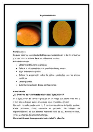 Espermatozoides

Conclusiones
Se pudo observar con más claridad los espermatozoides en el de 40x el cuerpo
y la cola y con el lente de 4x se vio millones de puntitos.
Recomendaciones:
Utilizar mandil durante la práctica.
Colocar el microscopio en una superficie plana y segura.
Bajar totalmente la platina.
Colocar la preparación sobre la platina sujetándola con las pinzas
metálicas.
Utilizar guantes
Evitar la manipulación directa con las manos.

Cuestionario
¿El promedio de espermatozoides en cada eyaculación?
Si la eyaculación del varón se produce en un tiempo que oscila entre 30 s y
7 min, se puede decir que es propenso a tener eyaculación precoz.
Un varón normal eyacula entre 1 y 5 centímetros cúbicos de líquido seminal.
Cada

centímetro

cúbico

transporta

en

promedio

100

millones

de

espermatozoides, así que estamos hablando hasta de 500 millones de ellos,
vivitos y coleando, literalmente hablando.
Características de los espermatozoides del niño y la niña.

 