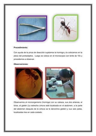 Procedimiento:
Con ayuda de la pinza de disección sujetamos la hormiga y la colocamos en la
placa del portaobjetos. Luego se coloca en el microscopio con lente de 10x y
procedemos a observar.
Observaciones:

Observamos al microorganismo (hormiga) con su cabeza, sus dos antenas, el
tórax, el gáster (La estrecha cintura está localizada en el abdomen, a la parte
del abdomen después de la cintura se le denomina gáster) y sus seis patas,
localizadas tres en cada costado.

 