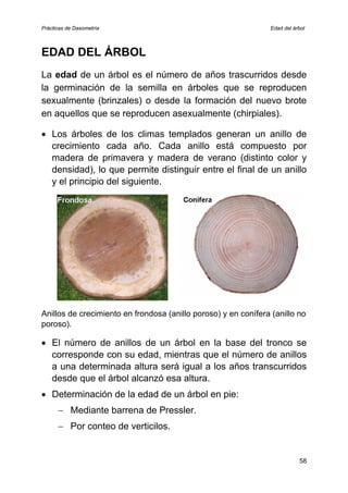 Prácticas de Dasometría Edad del árbol
58
EDAD DEL ÁRBOL
o de años trascurridos desde
n anillo de
crecimiento cada año. Cada anillo está compuesto por
madera de primavera y madera de verano (distinto color y
densidad), lo que permite distinguir entre el final de un anillo
y el principio del siguiente.
La edad de un árbol es el númer
la germinación de la semilla en árboles que se reproducen
sexualmente (brinzales) o desde la formación del nuevo brote
en aquellos que se reproducen asexualmente (chirpiales).
• Los árboles de los climas templados generan u
illos de crecimiento en frondosa (anillo poroso) y en conífera (anillo no
roso).
El número de anillos de un árbol en la base del tronc
An
po
• o se
•
− Mediante barrena de Pressler.
corresponde con su edad, mientras que el número de anillos
a una determinada altura será igual a los años transcurridos
desde que el árbol alcanzó esa altura.
Determinación de la edad de un árbol en pie:
− Por conteo de verticilos.
 