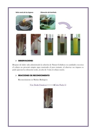Baño maría de los órganos

Obtención del destilado

 OBSERVACIONES
Después de haber sido administrado la solución de Nitrato Cobaltoso en cantidades excesivas
el cobayo no presentó ningún signo muriendo al poco instante, al observar sus órganos se
pudo apreciar la coloración verde, al cabo de 3 min el cobayo murió.
 REACCIONES DE RECONOCIMIENTO
Reconocimiento en Medios Biológicos
Con Álcalis Cáusticos

Color Pardo (-)

 