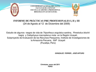 UNIVERSIDAD NACIONAL DEL SANTA
                              FACULTAD DE CIENCIAS
                        ESCUELA ACADEMICA PROFESIONAL
                            BIOLOGIA EN ACUICULTURA




       INFORME DE PRÁCTICAS PRE PROFESIONALES I, II y III
             (24 de Agosto al 12 de Diciembre del 2009)


Estudio de algunos rasgos de vida de Triportheus angulatus sardina, Pimelodus blochii
             bagre y Callophysus macropterus mota en la Región Ucayali.
Subproyecto de Evaluación de los Recursos Pesqueros, Instituto de Investigaciones de
                         la Amazonía Peruana, IIAP Ucayali
                                  (Pucallpa, Perú)



                                                   GONZALEZ FERRER, JOSÉ ARTURO




                                  Chimbote, enero del 2011
                                          PERÚ
 