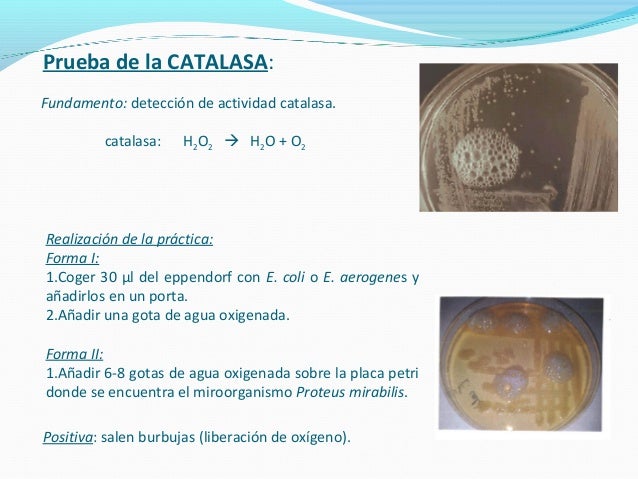 Prueba de la catalasa fundamento pdf995