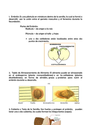 Practica sobre la estructura de la semilla | DOCX