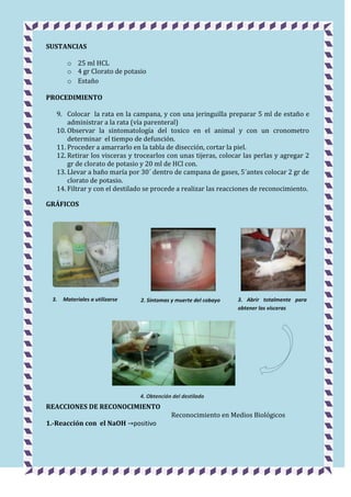 SUSTANCIAS
o 25 ml HCL
o 4 gr Clorato de potasio
o Estaño
PROCEDIMIENTO
9. Colocar la rata en la campana, y con una jeringuilla preparar 5 ml de estaño e
administrar a la rata (vía parenteral)
10. Observar la sintomatología del toxico en el animal y con un cronometro
determinar el tiempo de defunción.
11. Proceder a amarrarlo en la tabla de disección, cortar la piel.
12. Retirar los visceras y trocearlos con unas tijeras, colocar las perlas y agregar 2
gr de clorato de potasio y 20 ml de HCl con.
13. Llevar a baño maría por 30´ dentro de campana de gases, 5´antes colocar 2 gr de
clorato de potasio.
14. Filtrar y con el destilado se procede a realizar las reacciones de reconocimiento.
GRÁFICOS

3.

Materiales a utilizarse

2. Síntomas y muerte del cobayo

3. Abrir totalmente para
obtener las vísceras

4. Obtención del destilado

REACCIONES DE RECONOCIMIENTO
1.-Reacción con el NaOH

positivo

Reconocimiento en Medios Biológicos

 