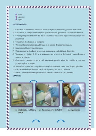KOH
Alcohol
agua
PROCEDIMIENTO:
1) Colocarse la vestimenta adecuada antes de la práctica (mandil, guantes, mascarilla).
2) Colocamos el cobayo en la campana y los materiales que vamos a ocupar en el mesón.
3) Con la jeringuilla tomamos 15 ml de hidróxido de sodio e inyectamos al cobayo (vía
parenteral)
4) Colocamos el cobayo en la campana
5) Observar la sintomatología del toxico en el animal de experimentación.
6) Esperamos el tiempo de defunción.
7) Una vez muerto el cobayo se procede a amarrarlo en la tabla de disección.
8) Tomamos el bisturí # 11 y lo colocamos en el soporte de bisturí y procedemos a
rasurar al cobayo.
9) Con mucho cuidado cortar la piel, ejerciendo presión sobre las costillas y con una
jeringa aspirar la sangre.
10) Retirar los órganos sin excepción de uno y los colocamos en un vaso de precipitación.
11) Colocar alcohol que disuelve los álcalis dejar reposar por 30 minutos.
12) Filtrar y tomar muestras para realizar las reacciones de reconocimiento.
GRÁFICOS

1. Materiales a utilizarse
NaOH

2. Tomamos 10 cc deNaOHl

3. Inyectamos

 