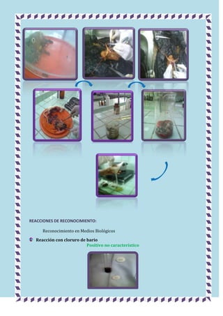REACCIONES DE RECONOCIMIENTO:
Reconocimiento en Medios Biológicos
Reacción con cloruro de bario
Positivo no característico

 