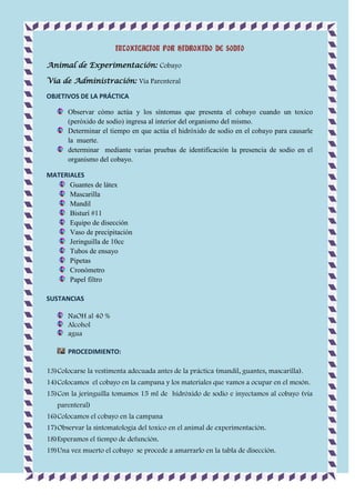 INTOXICACION POR HIDROXIDO DE SODIO
Animal de Experimentación: Cobayo
Vía de Administración: Vía Parenteral
OBJETIVOS DE LA PRÁCTICA
Observar cómo actúa y los síntomas que presenta el cobayo cuando un toxico
(peróxido de sodio) ingresa al interior del organismo del mismo.
Determinar el tiempo en que actúa el hidróxido de sodio en el cobayo para causarle
la muerte.
determinar mediante varias pruebas de identificación la presencia de sodio en el
organismo del cobayo.
MATERIALES
Guantes de látex
Mascarilla
Mandil
Bisturí #11
Equipo de disección
Vaso de precipitación
Jeringuilla de 10cc
Tubos de ensayo
Pipetas
Cronómetro
Papel filtro
SUSTANCIAS
NaOH al 40 %
Alcohol
agua
PROCEDIMIENTO:
13) Colocarse la vestimenta adecuada antes de la práctica (mandil, guantes, mascarilla).
14) Colocamos el cobayo en la campana y los materiales que vamos a ocupar en el mesón.
15) Con la jeringuilla tomamos 15 ml de hidróxido de sodio e inyectamos al cobayo (vía
parenteral)
16) Colocamos el cobayo en la campana
17) Observar la sintomatología del toxico en el animal de experimentación.
18) Esperamos el tiempo de defunción.
19) Una vez muerto el cobayo se procede a amarrarlo en la tabla de disección.

 